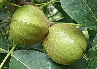Reife Frucht