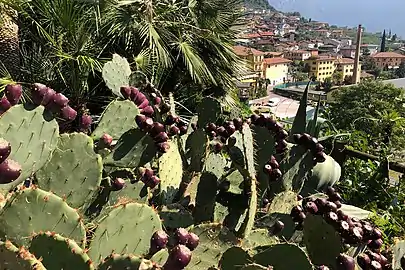 Kaktusfeigen im Botanischen Garten