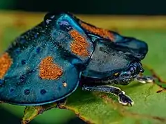 Schildkrötenkäfer (aus der Unterfamilie Schildkäfer (Cassidinae))