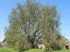 Flatterulme(Ulmus laevis)