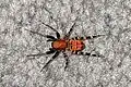 Weibchen von Castianeira amoena aus der Familie der Rindensackspinnen (Corinnidae) …