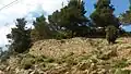 Burgruine