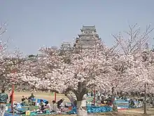 Hanami an der Burg von Himeji