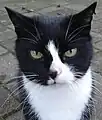 Schwarz-weiße Katze – deutlich erkennbar ist der über die Nase verlaufende Wechsel der Fell- und damit auch der Hautfarbe