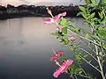 Abendlicher Blick über den See auf den Ort, mit Blüte im Vordergrund