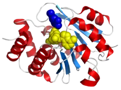 Catechol-O-Methyltransferase