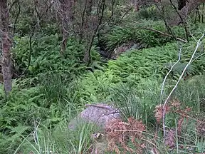 Korallenfarn (Pouched Coral Fern, Gleichenia dicarpa) in einer schattigen Klamm im Cathedral-Rock-Nationalpark