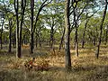 Miombowald im Südluangwa-Nationalpark