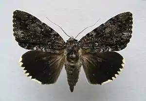 Catocala lacrymosa