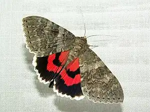 Rotes Ordensband(Catocala nupta)