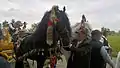 Die Pferde, die den Karren der Madonna Dattoli ziehen