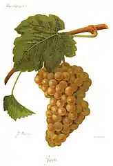 Cayetana Blanca