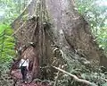 Große Brettwurzeln von Ceiba pentranda