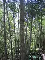 Mangrovenwald mit Süßwasserquelle
