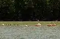 Flamingos und Kormorane