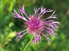 Flockenblume