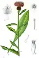 Abbildung der Schwarzen Flockenblume von Jacob Sturm: a) Blüte, b) Blatt, c–e) Hüllblätter, f) Hüllblattfranse, g) Frucht