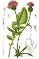 Abbildung der Skabiosen-Flockenblume von Jacob Sturm: a) Blütenzweig, b) Blatt, c) Pflanze, d) Blüte, e) tauber Griffel, f) Griffel, g) Staubgefäss, h) Früchte