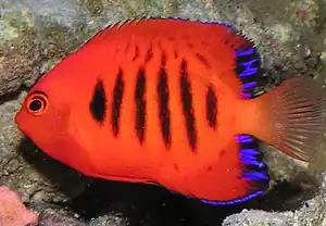 Flammen-Zwergkaiserfisch (C. loricula)