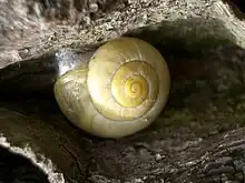 Garten-Bänderschnecke (Cepaea hortensis),rein gelbe Morphe