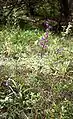Cephalanthera rubraHabitat