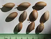 versch. Cephalotaxus-Samen