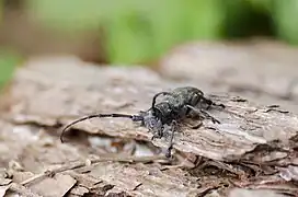 Großer Eichenbock