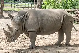 Breitmaulnashorn