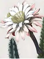 Cereus aethiops