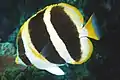 Dreiband-Falterfisch(C. tricinctus)