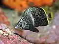 Eisen-Falterfisch (C. daedalma)