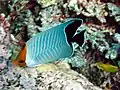 Rotmeer-Baroness-Falterfisch(C. larvatus)
