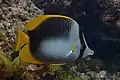 Somali Falterfisch(C. leucopleura)