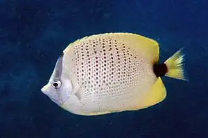 Zitronen-Falterfisch(C. miliaris)