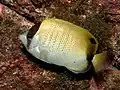 Karibischer Riff-Falterfisch(C. sedentarius)