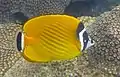 Wiebels Falterfisch(C. wiebeli)