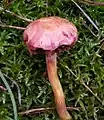 ZwergröhrlingChalciporus amarellus