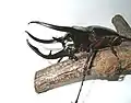 Chalcosoma caucasus