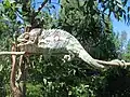 Tarondro (Furcifer verrucosus)