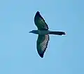 Fratzenkuckuck im Flug