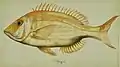 Lethrinus nebulosus (Forsskål, 1775).