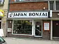 Japan Bonsai