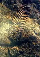 Charniodiscus arboreus