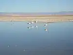 Laguna Chaxa ist bekannt durch seine Flamingo­kolonie. Die Federn färben sich rot durch die Ernährung mit Krebsen.
