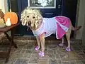 Hundekostüm Cheerleader mit Perücke und Pompons für die Pfoten