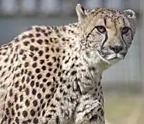 Gepard