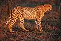 Gepard im Park