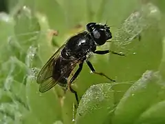 Gänsedistel-Erzschwebfliege (Cheilosia caerulescens, weiblich, auf Hauswurz)