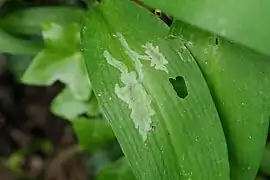 Fraßgänge der minierenden Larve der Bärlauch-Erzschwebfliege (Cheilosia fasciata)