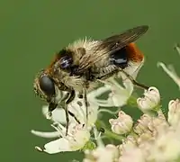 Bunte Erzschwebfliege (Cheilosia illustrata, weiblich)